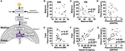 Vitamin D Supplementation Improves Mitochondrial Function and Reduces Inflammation in Placentae of Obese Women